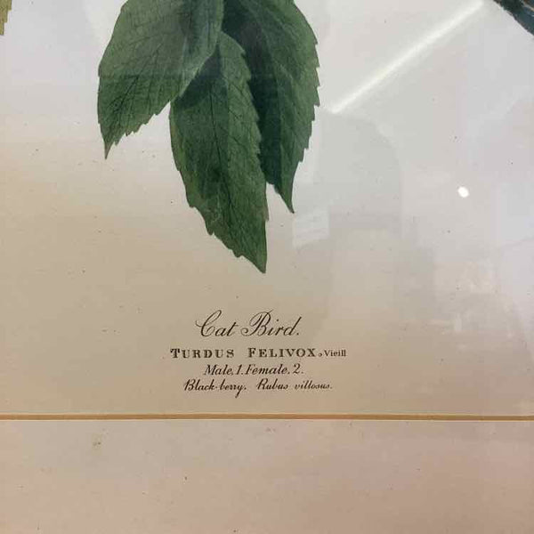 Cat Bird Print - Gold Frame