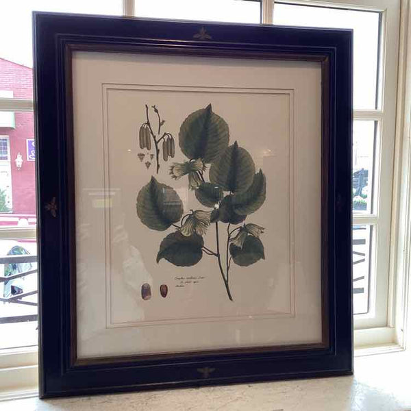 Coryllus Botanical Print In Black Frame