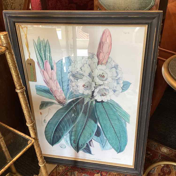 Rhododendron Framed Print