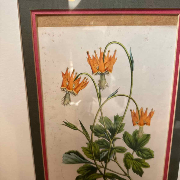 Framed Botanical 15 x 18" AS IS