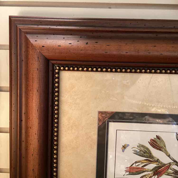Framed Botanical - Parrot Lily