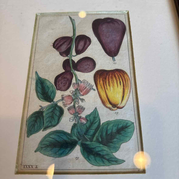 Framed Botanical