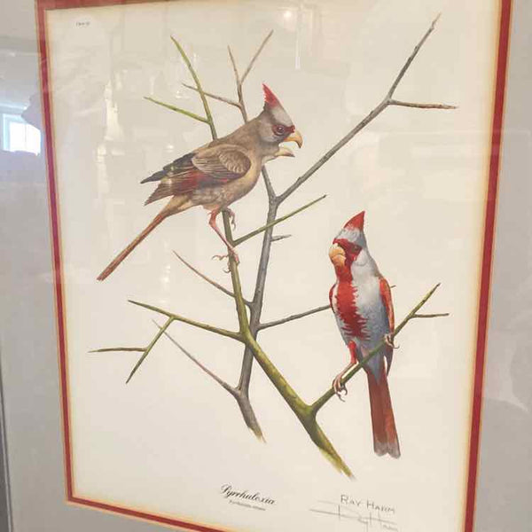 Framed Desert Cardinal Print