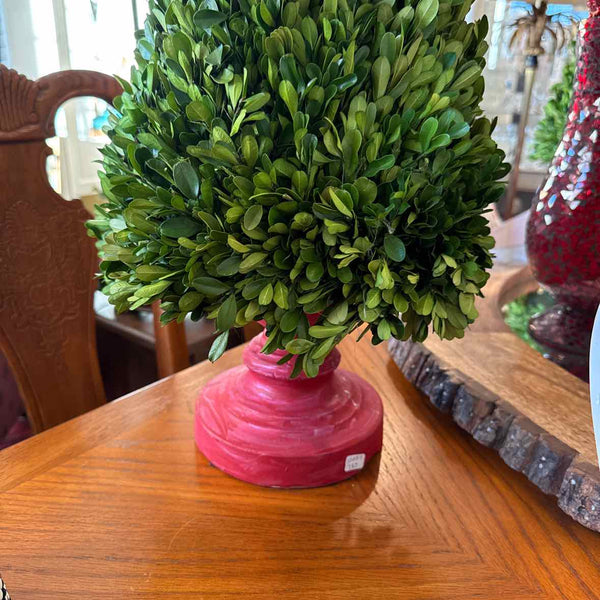 Boxwood Christmas Tree