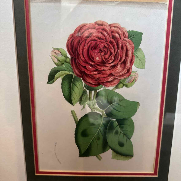 Framed Botanical AS IS