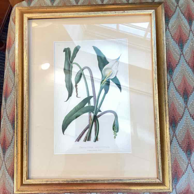 Botanical Xanthosoma Print
