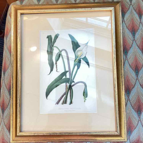 Botanical Xanthosoma Print