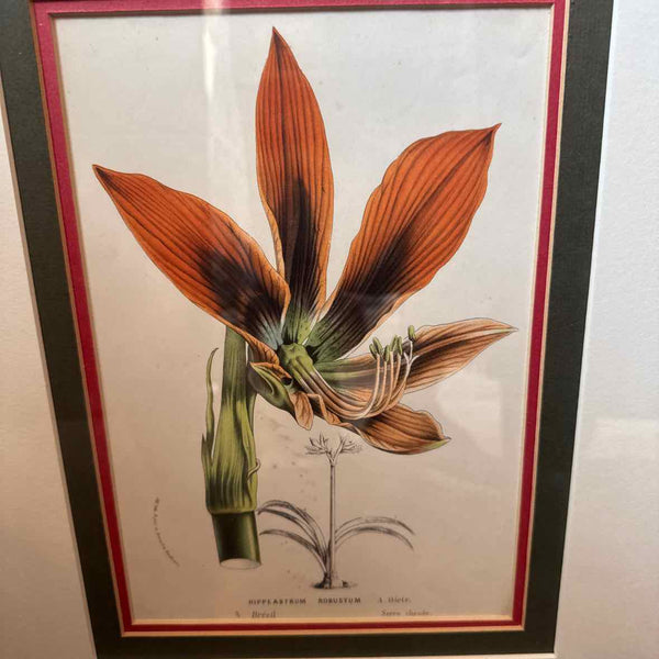 Framed Botanical