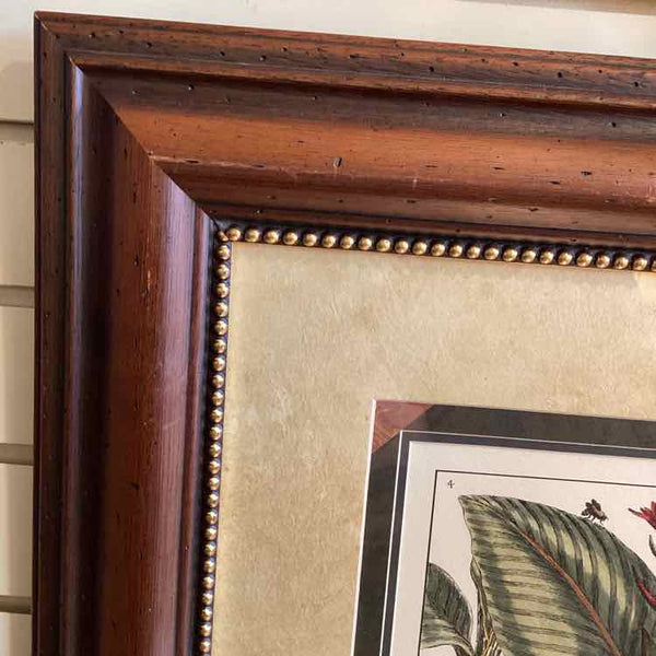 Framed Botanical - Canna Plant