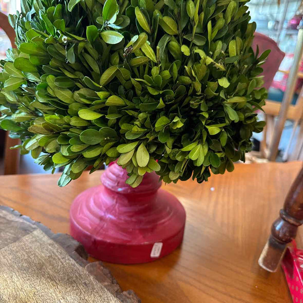 Boxwood Christmas Tree