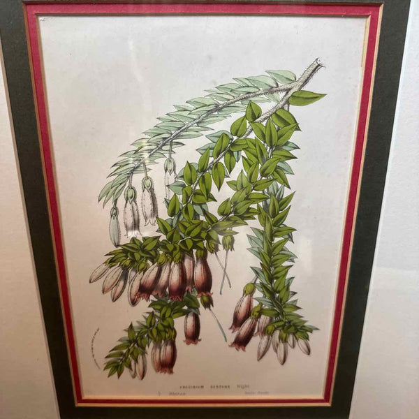 Framed Botanical