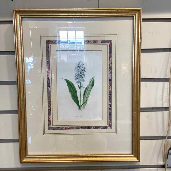 Spotted Orchis Print in Gold Frame