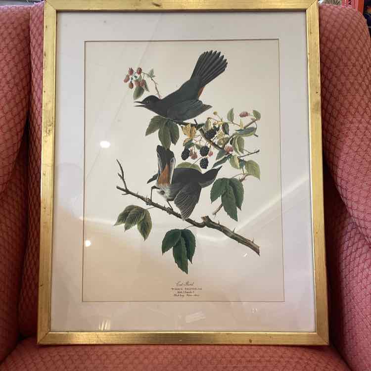 Cat Bird Print - Gold Frame