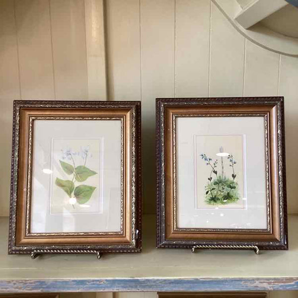 Pair Of Botanical Prints