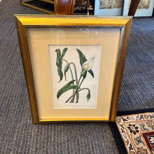 Botanical Xanthosoma Print