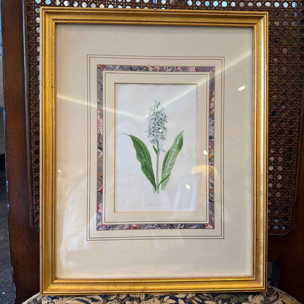 Spotted Orchis Print