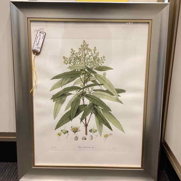 Vintage Botanical Lithograph
