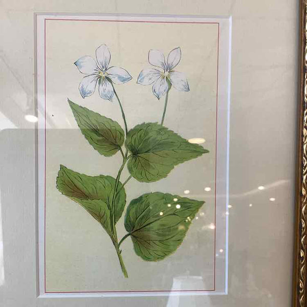 Pair Of Botanical Prints