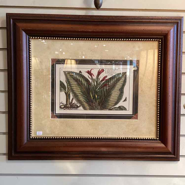 Framed Botanical - Canna Plant