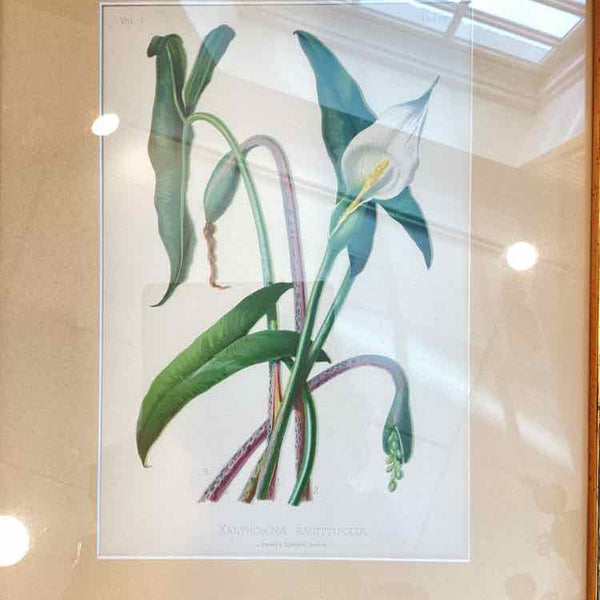 Botanical Xanthosoma Print