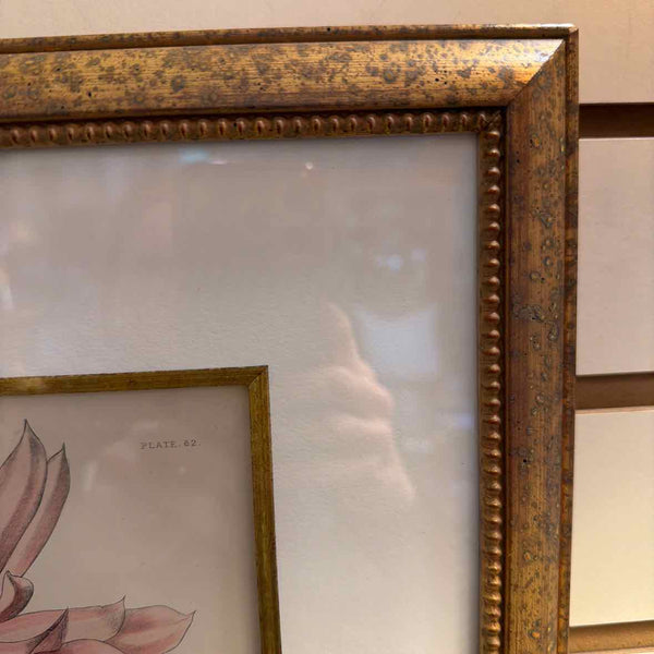 Hybrid Cactus Framed Print