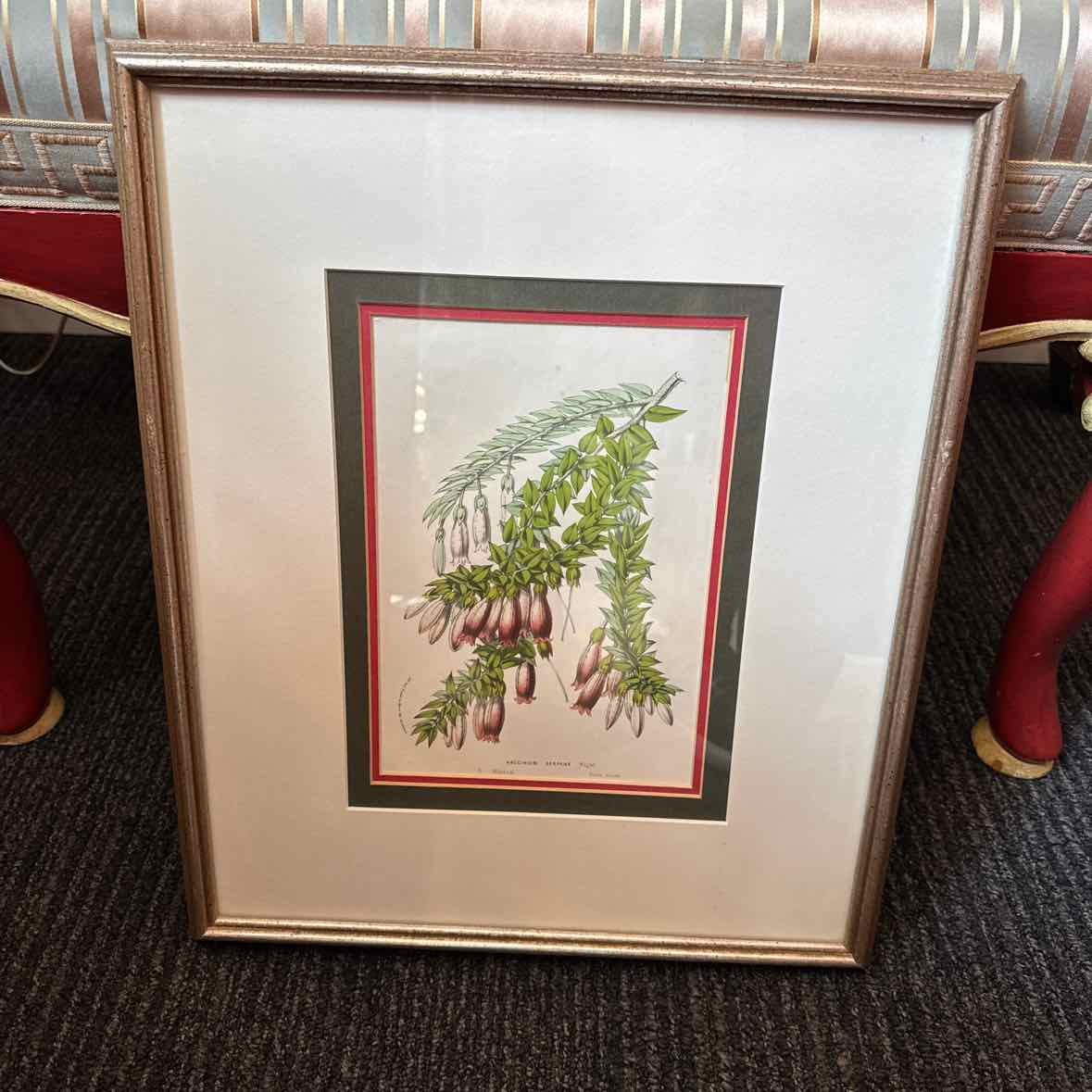 Framed Botanical