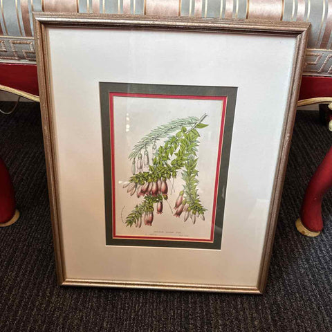 Framed Botanical