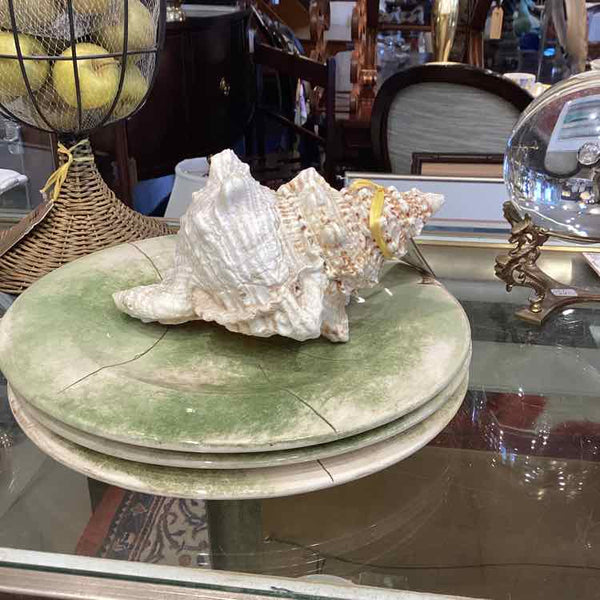 Frog Shell Conch