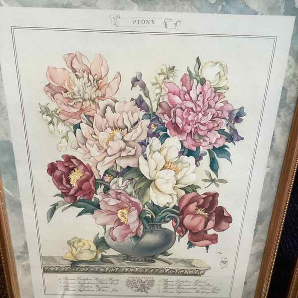 Two Botanical Prints