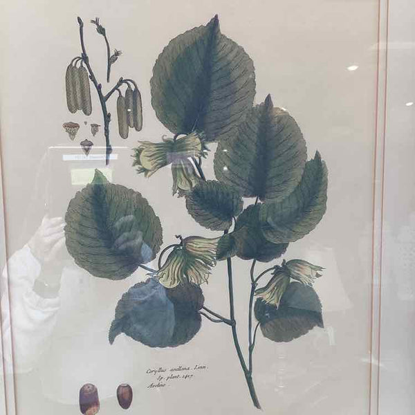 Coryllus Botanical Print In Black Frame