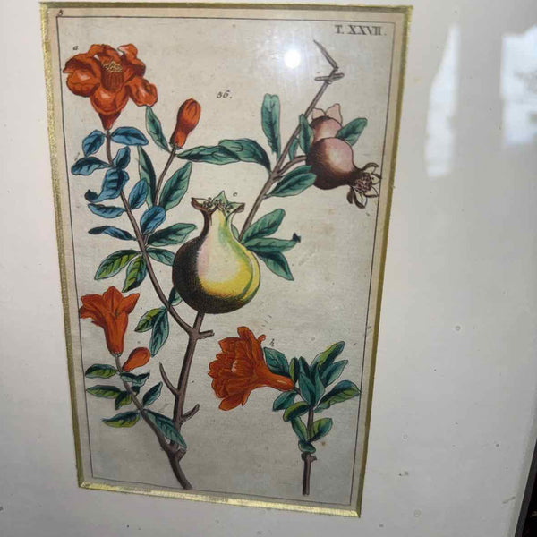 Framed Botanical