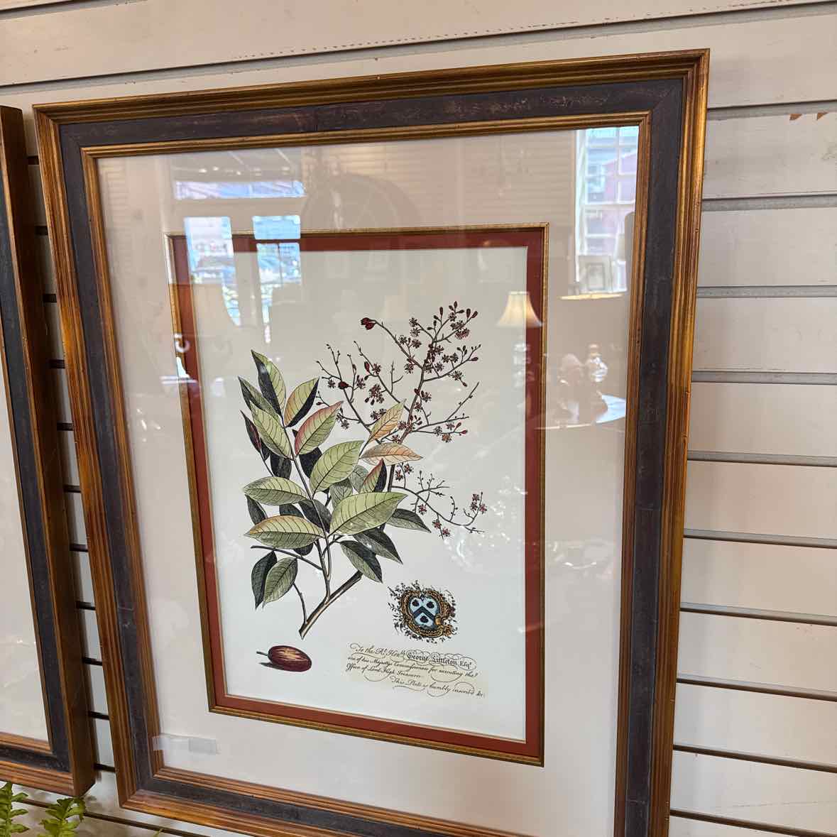 Framed Botanical Print