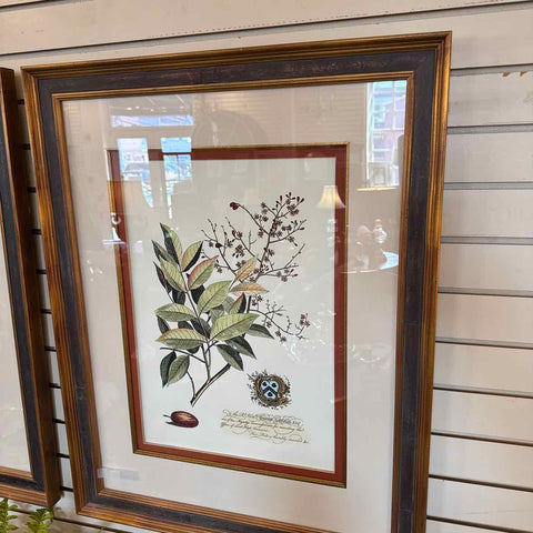 Framed Botanical Print