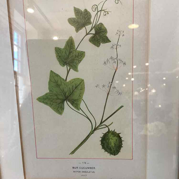 Pair Of Botanical Prints