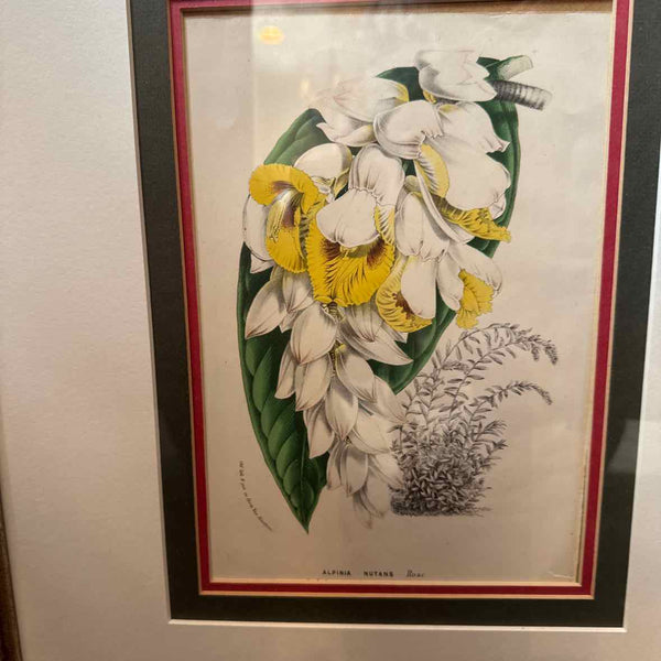 Framed Botanical