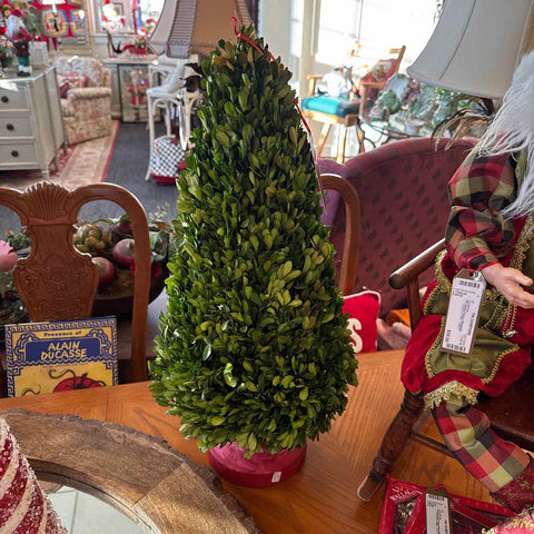 Boxwood Christmas Tree