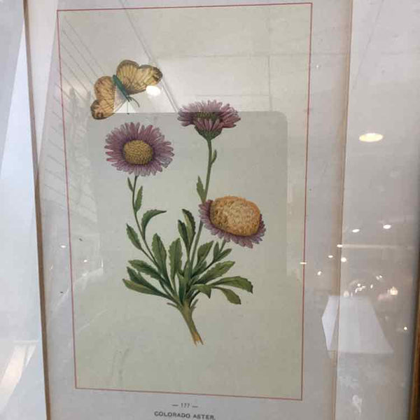 Pair Of Botanical Prints