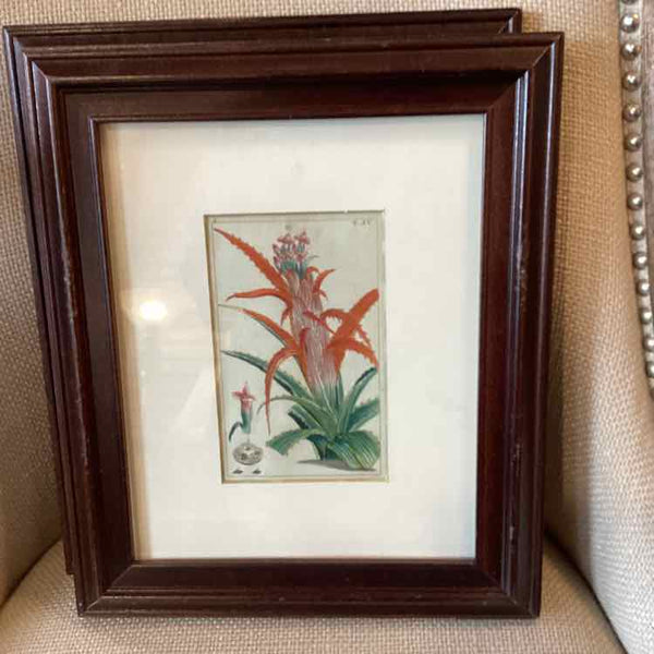 Framed Botanical