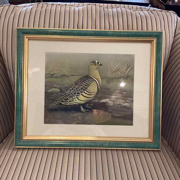 Green Framed Print Of Grouse