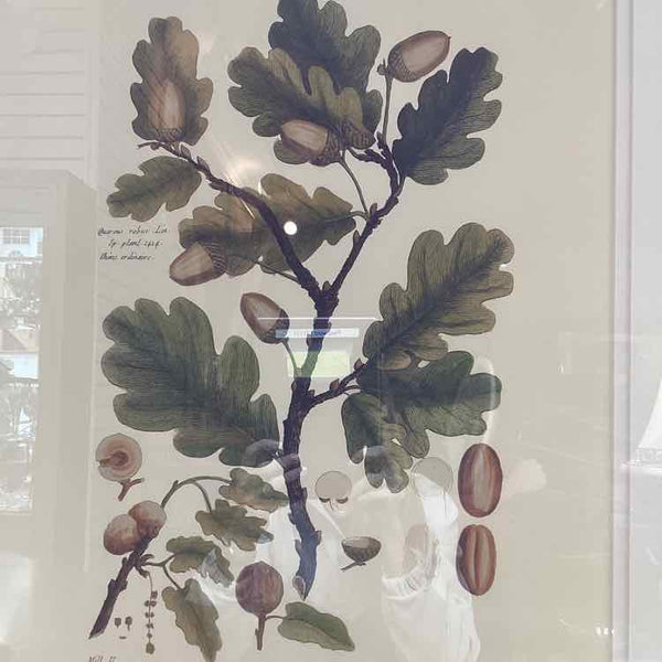 Acorn Botanical Print In Black Frame