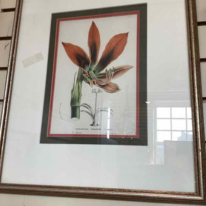 Framed Botanical