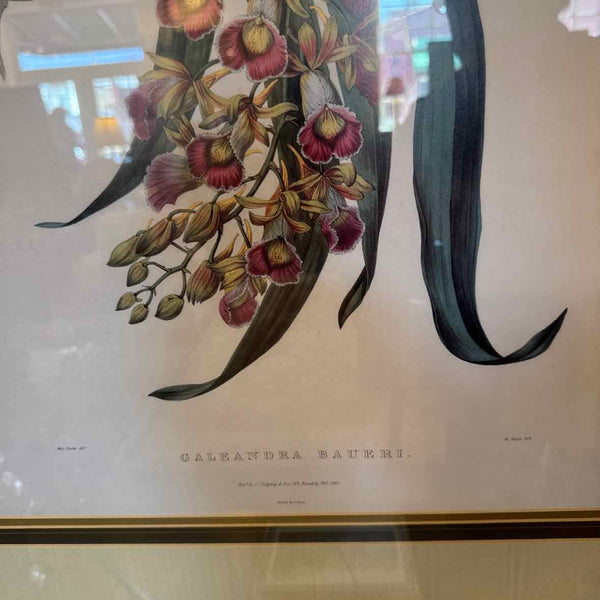 Botanical Orchid Print