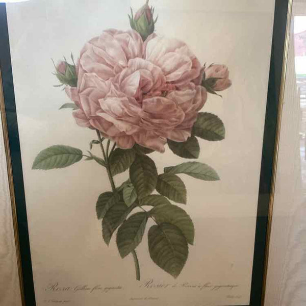 "The Rose" Framed Print