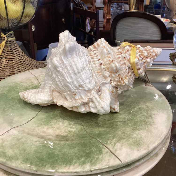 Frog Shell Conch