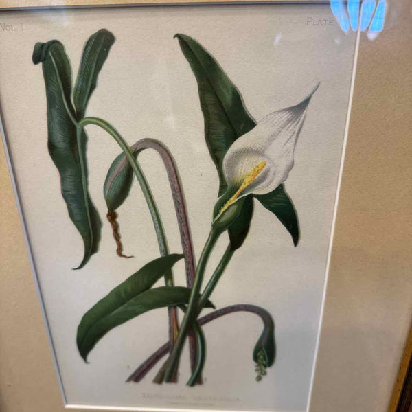 Botanical Xanthosoma Print
