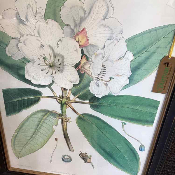 Rhododendron Framed Print