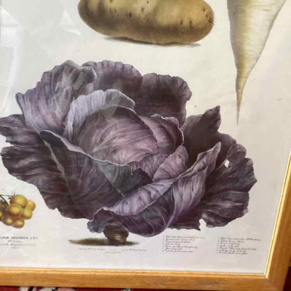 Vegetable Print In Oak Frame