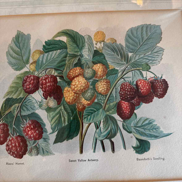 Raspberry Framed Print