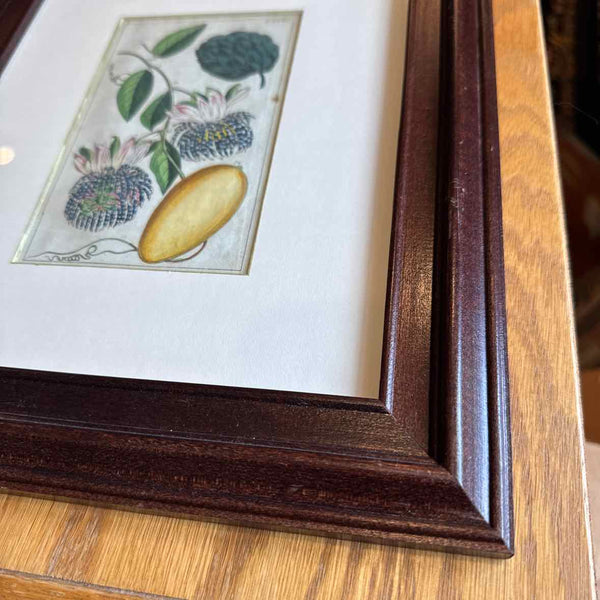 Framed Botanical