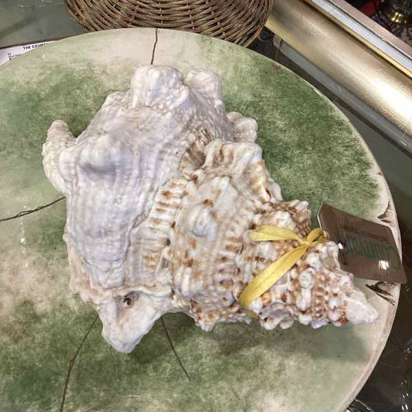 Frog Shell Conch